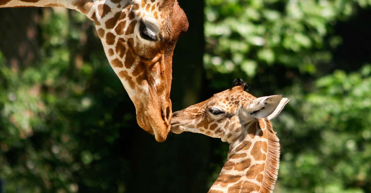 ARTIS Amsterdam Royal Zoo: Entry Ticket