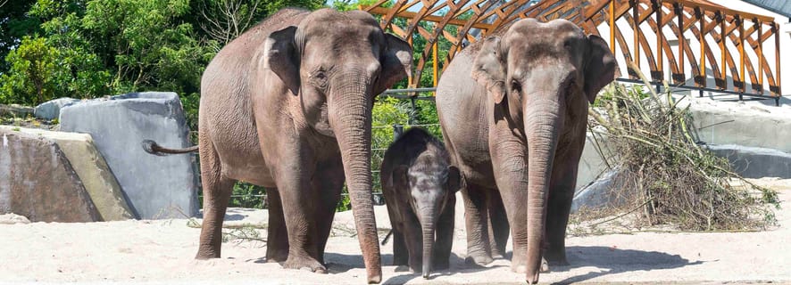 Amsterdam: ARTIS Amsterdamin kuninkaallisen eläintarhan pääsylippu