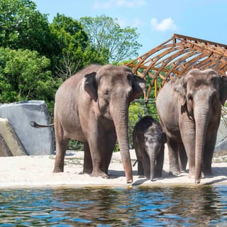 Amsterdã: Ingresso para o ARTIS Zoológico Real de Amsterdã