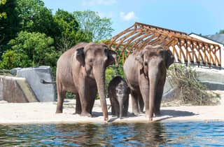 Amsterdam: Ticket für ARTIS Amsterdam Royal Zoo