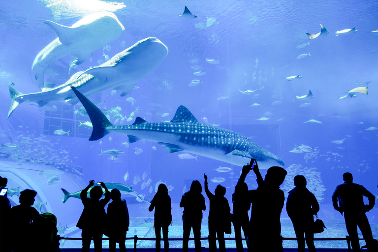 Rio de Janeiro Aquarium: AquaRio Entrance Official Ticket