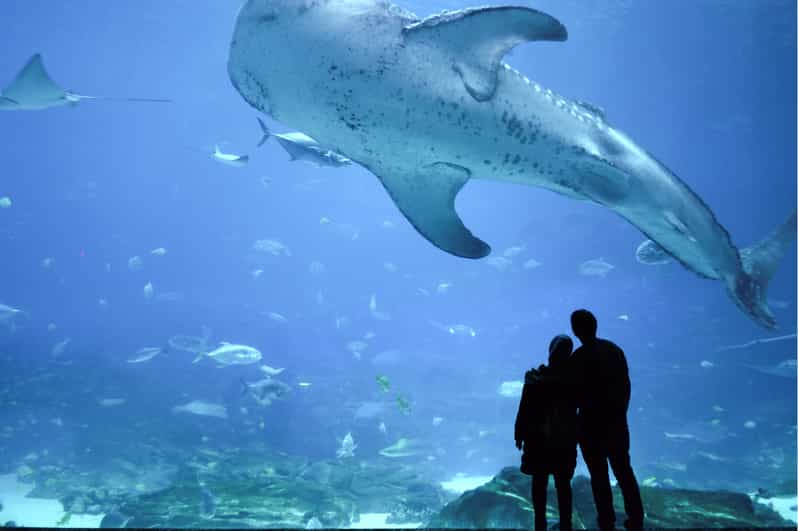 Rio de Janeiro Aquarium: AquaRio Entrance Official Ticket | GetYourGuide