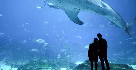 Aquarium Rio de Janeiro: AquaRio-Eintrittskarte
