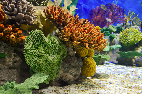 Rio de Janeiro Aquarium: AquaRio Entrance Official Ticket