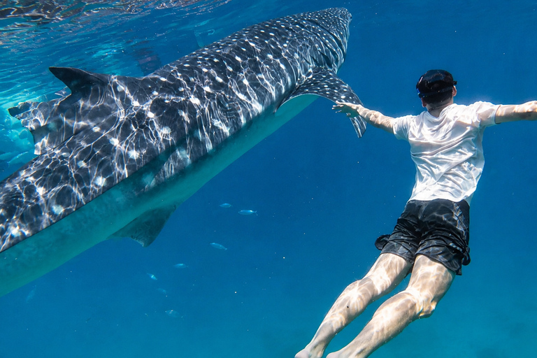 Oslob Whale Shark, Aguinid Falls & Osmeña Peak + Free GoPro