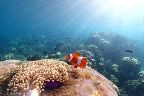 Snorkel &amp; Chill: wycieczka na wyspę Nemo z PattayaNurkowanie z rurką i relaks: wycieczka na wyspę Nemo z Pattaya