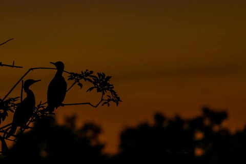 From Galle/Mirissa/Hikkaduwa- Udawalawe National Park Safari Morning Safari