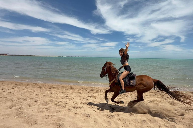 Hurghada: 1 HR Red Sea Swimming with Horses with Transfers Exclusive Family Package – 1 HR with Swimming & Transfers