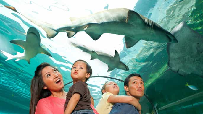 sea life sydney aquarium