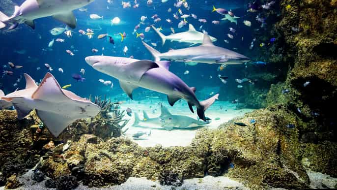sea life aquário de sydney