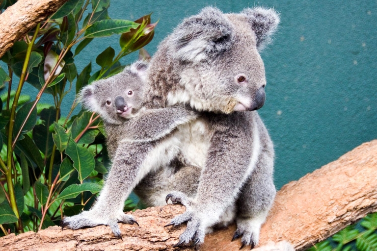 Ogród zoologiczny WILD LIFE w SydneyWILD LIFE Sydney – wstęp ogólny