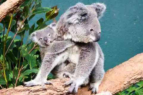 WILD LIFE Sydney Zoo