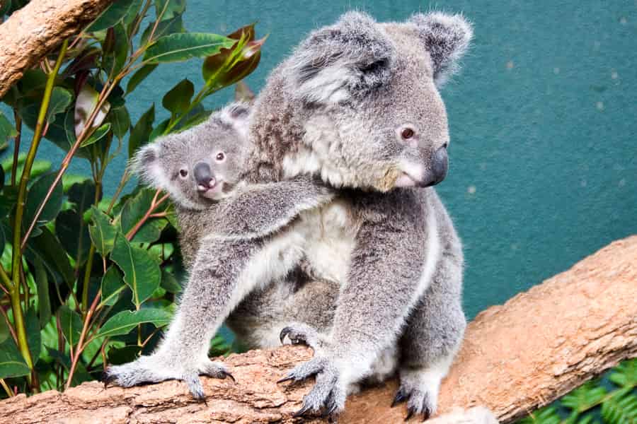 WILD LIFE Sydney Zoo. Foto: GetYourGuide WILD LIFE Sydney Zoo. Foto: GetYourGuide