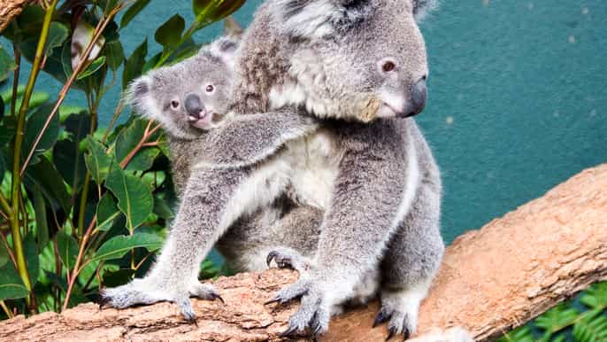 wild life sydney zoo
