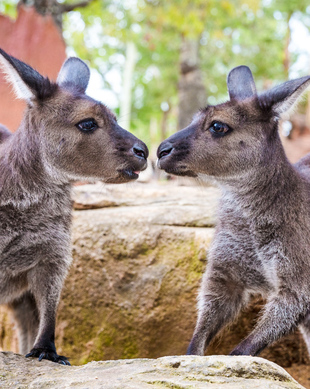 Sydney Esperienze con koala e canguri: il MEGLIO del 2024 - Cancellazione  GRATUITA