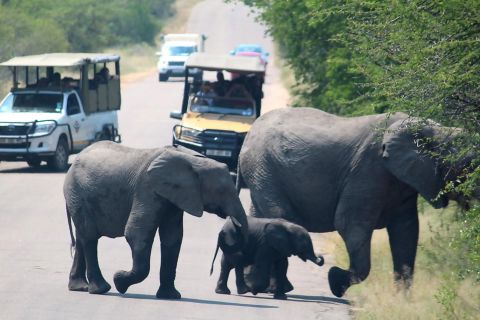 Da Johannesburg: safari di 2 giorni nel Kruger National Park