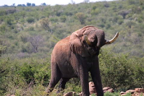 De Johannesburg: Safari de 2 jours dans le parc national Kruger
