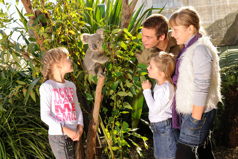 Breakfast with Koalas at WILD LIFE Zoo Darling Harbour