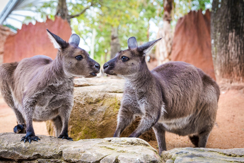 Breakfast with Koalas at WILD LIFE Zoo Darling Harbour