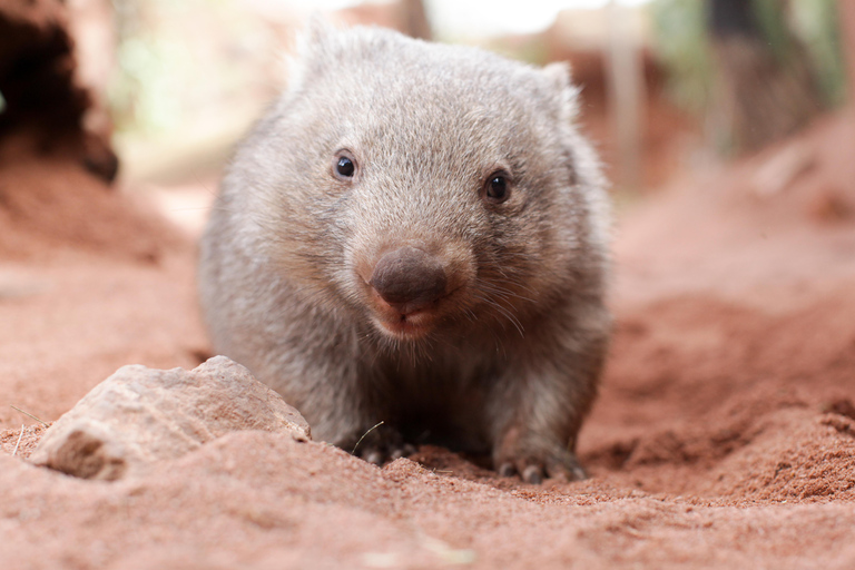 Breakfast with Koalas at WILD LIFE Zoo Darling Harbour