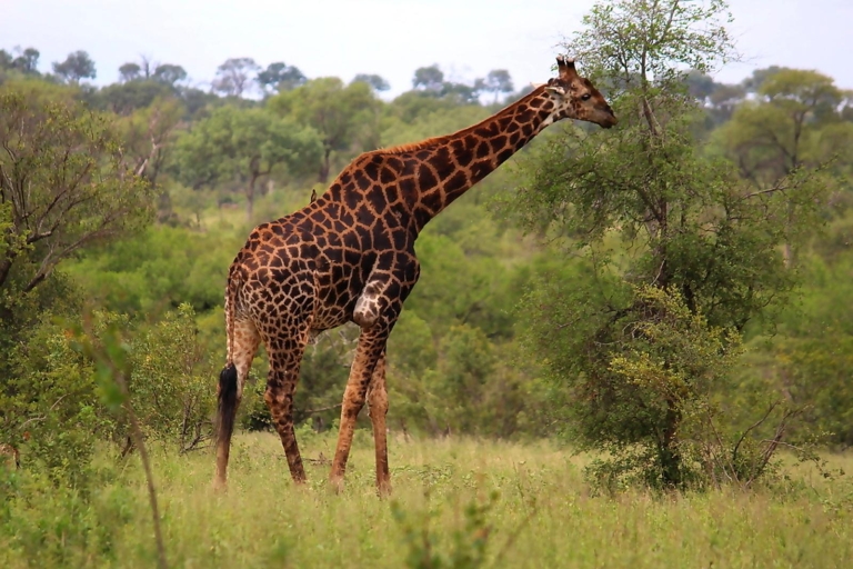 De Johannesburg: Safari de 2 jours dans le parc national Kruger