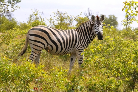 Z Johannesburga: całodniowe safari w Parku Narodowym Krugera