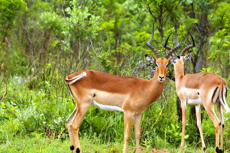 From Johannesburg FullDay Kruger National Park Safari GetYourGuide