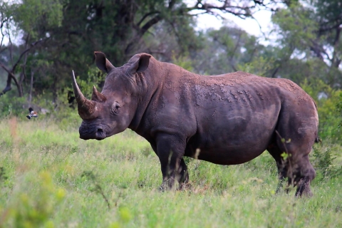 Desde Johannesburgo: Safari de día completo por el Parque Nacional Kruger