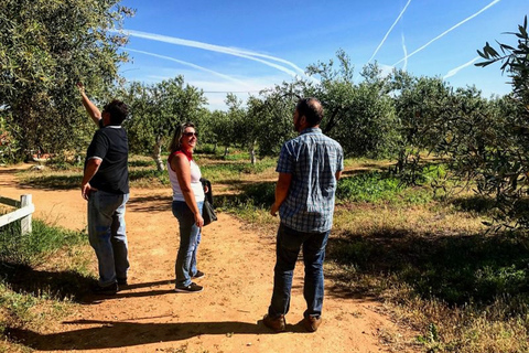 Depuis Séville : Visite d'une ferme d'huile d'oliveVisite partagée