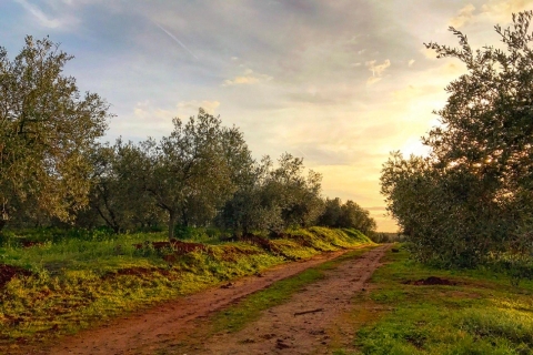 Z Sewilli: wycieczka po farmie oliwy z oliwekPrywatna wycieczka