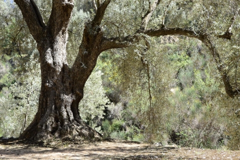 Z Sewilli: wycieczka po farmie oliwy z oliwekWspólna wycieczka