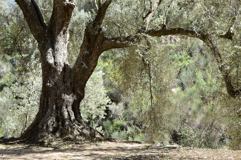 Depuis Séville : Visite d'une ferme d'huile d'oliveVisite partagée