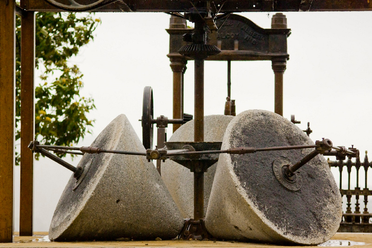 Da Siviglia: Tour della fattoria dell&#039;olio d&#039;olivaTour condiviso