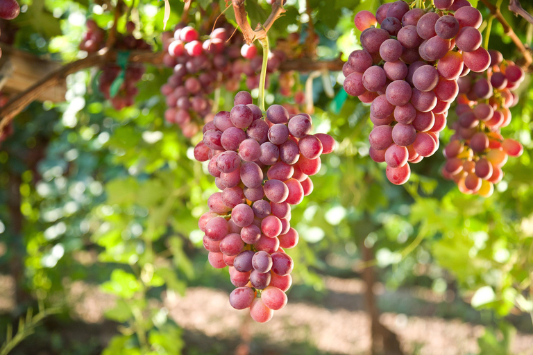 Saborea Rodas: Aventura culinaria y de maridaje de 11 platos