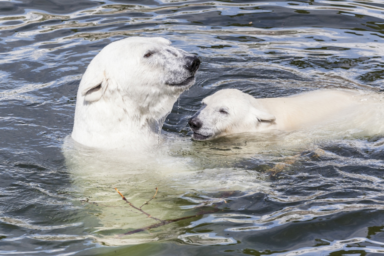 Ranua Zoo + lunch grillowy w Rovaniemi w Laponii