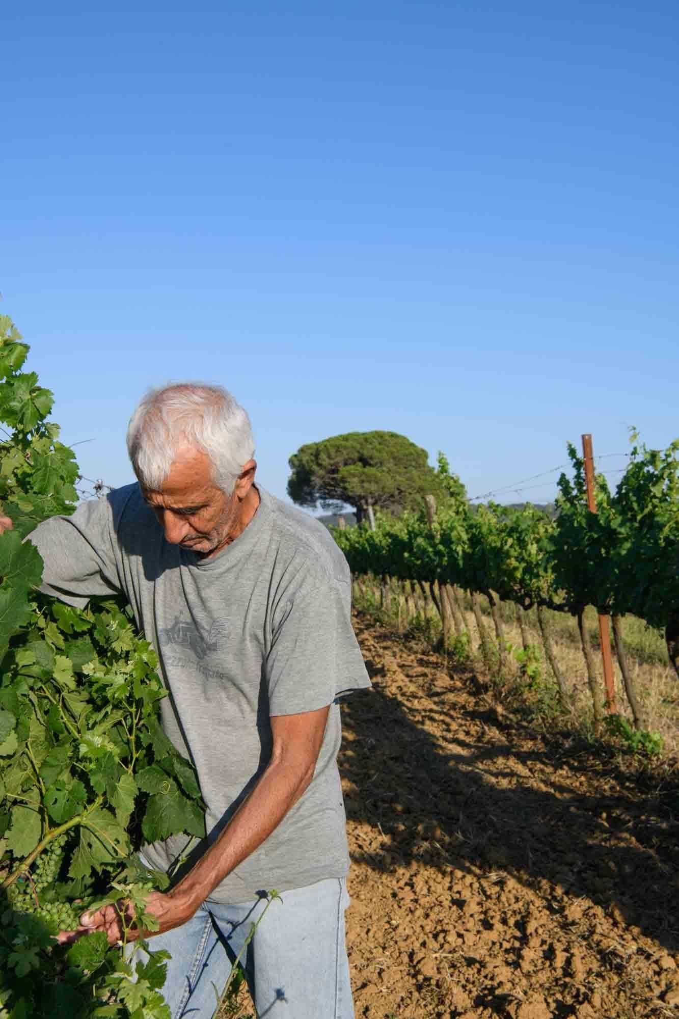 Maremma: Demeter-Weinverkostung, Kellereitour & toskanisches Abendessen