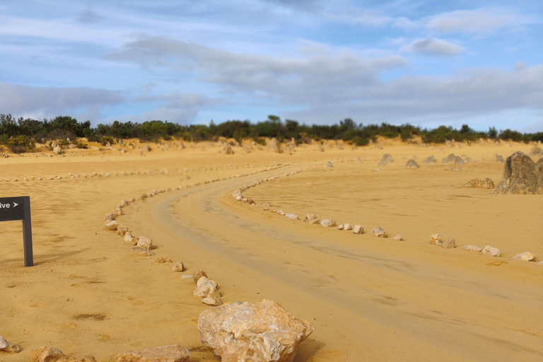 From Perth: Koala, Pinnacles Stargazing Day Tour