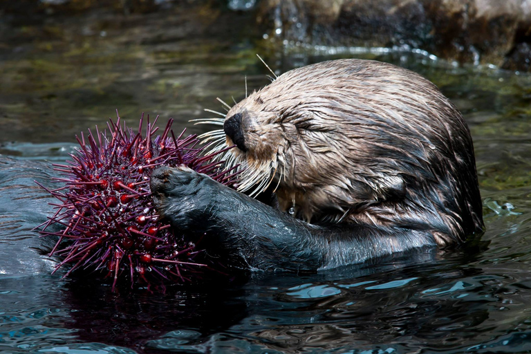 Aquarium de Vancouver : billet coupe-fileVancouver : billet coupe-file pour l'aquarium