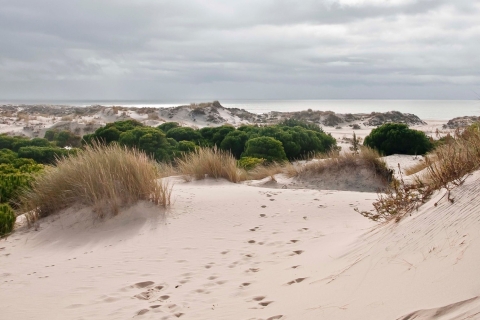 From Seville: Doñana National Park 4WD Tour Shared Tour