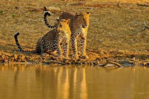 Yala National Park All-Inclusive 2-Day Safari