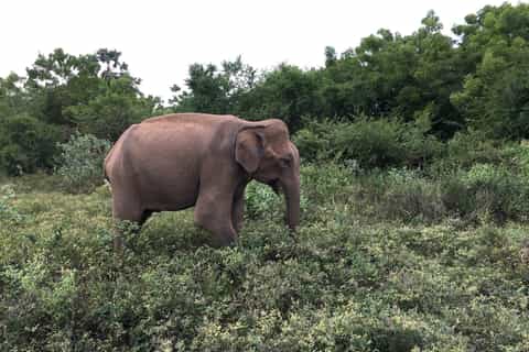 Yala National Park All-Inclusive 2-Day Safari