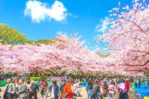 Tokio: Piknik z kwiatami wiśni Ueno i wycieczka z drinkiem na świeżym powietrzu