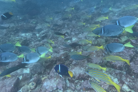 Desde Puerto Ayora: Excursión de un día a Pinzón en Crucero por Galápagos