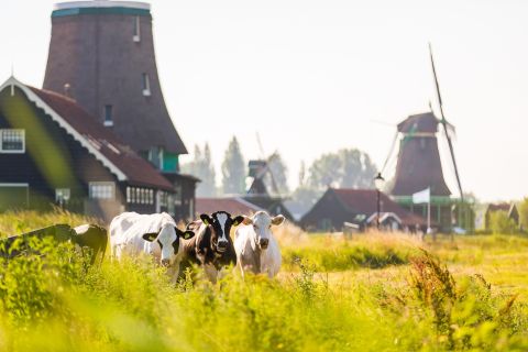 Marken, Voldendam en Edam: daguitstap vanuit Amsterdam