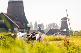 Ab Amsterdam: Tagestour nach Marken, Volendam und Edam