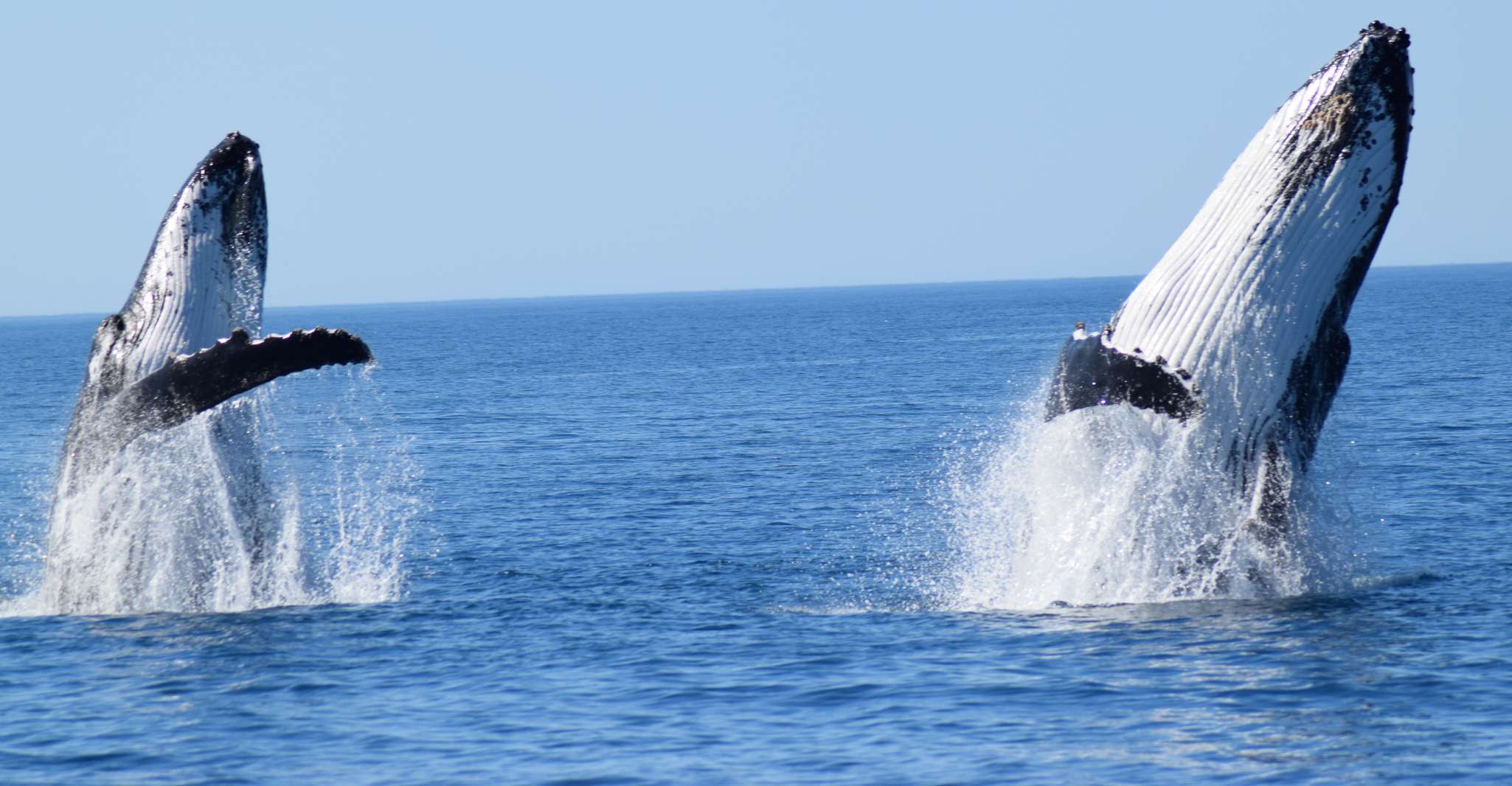 Crucero de observación de ballenas desde Busselton, Augusta o Dunsborough - Hizvo