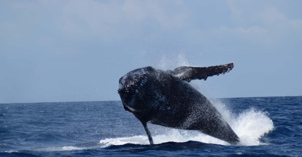 Whale Watching Cruise from Busselton, Augusta or Dunsborough