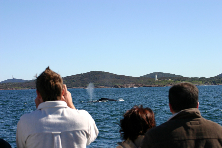 Port Stephens: 2.5-Hour Whale Watching & Outer Island Cruise Whale Watching Cruise