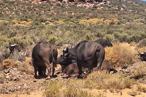 Aquila Game Reserve, V&amp;A Waterfront, transporte e almoço