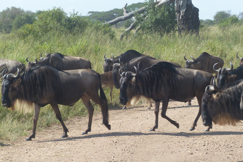 5 Days Tanzania Big 5 Safari Experience